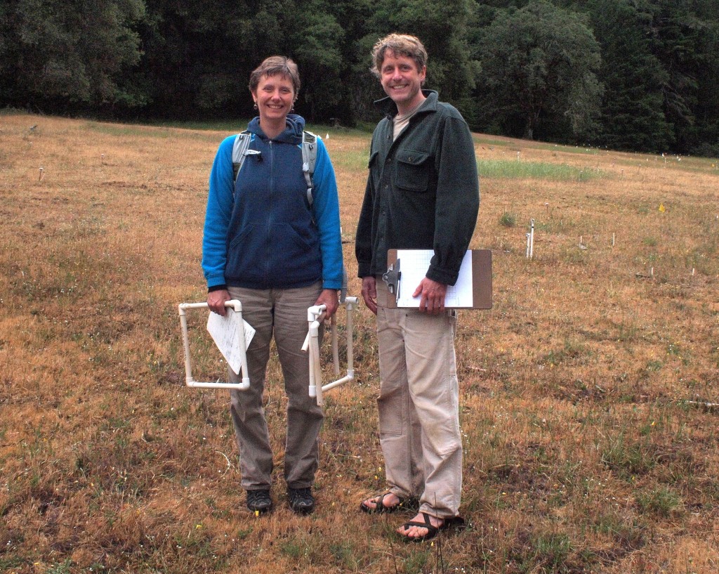 Meredith Thomsen and Blake Suttle in their long-term Angelo study site, South (aka Blake's) Meadow, where they have examined effects of 15 years of rainfall supplementation and altered seasonality on meadow flora and food webs.