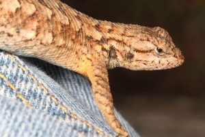 Have you thanked a fence lizard today? When ticks take a blood meal from Sceloporus lizards on the West Coast, a factor in the lizard blood purges the tick of the Bourrelia bacteria that cause Lyme disease. Photo by Joyce Gross.