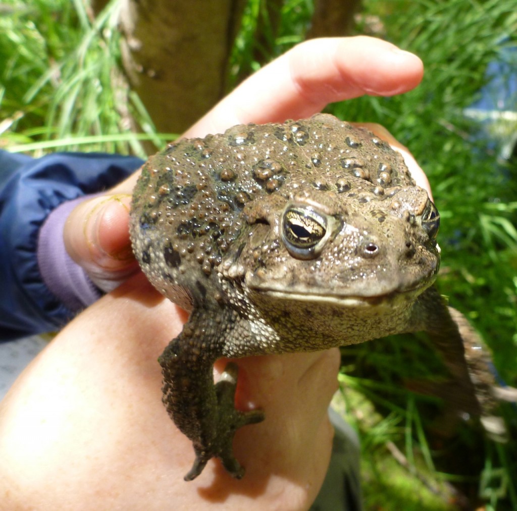 Western Toad female
