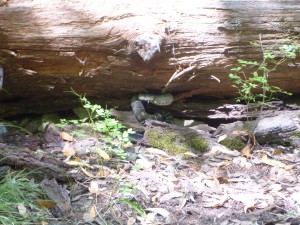 This handsome rattlesnake was on the downslope of a log that you hop across as you descend a path along Fox Creek. photo by M. Power