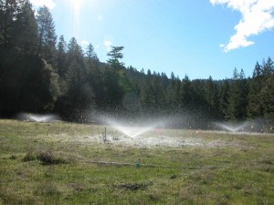 Meadow Sprinklers