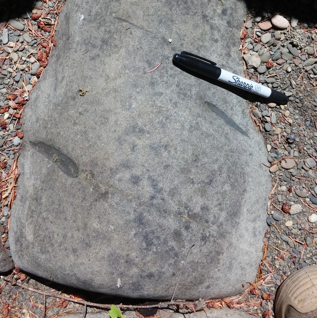 Rip-up (intra-formational) shale clasts in sandy matrix, Elder Creek